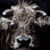 Florette Cow